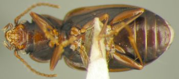 Media type: image;   Entomology 33056 Aspect: habitus ventral view